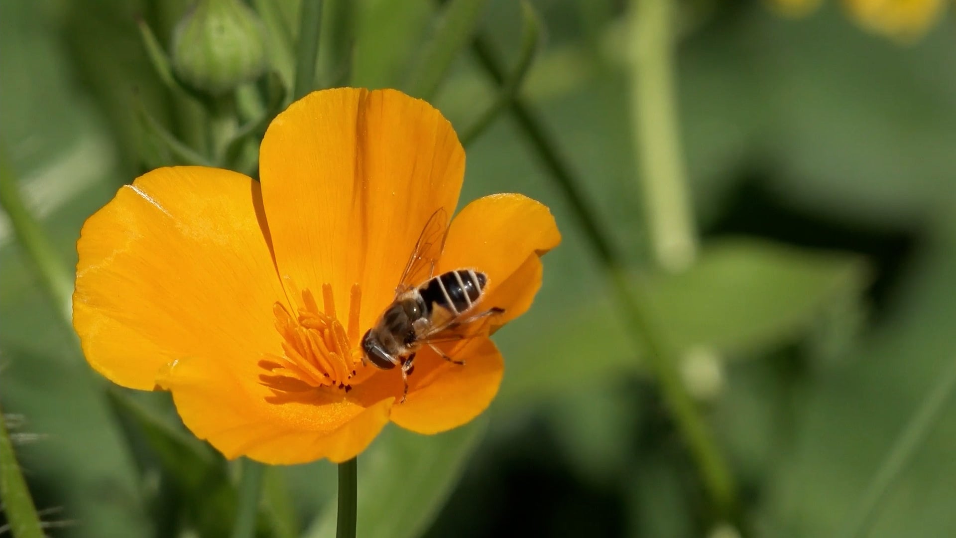 Struggling to sleep? Here’s six herbs to help