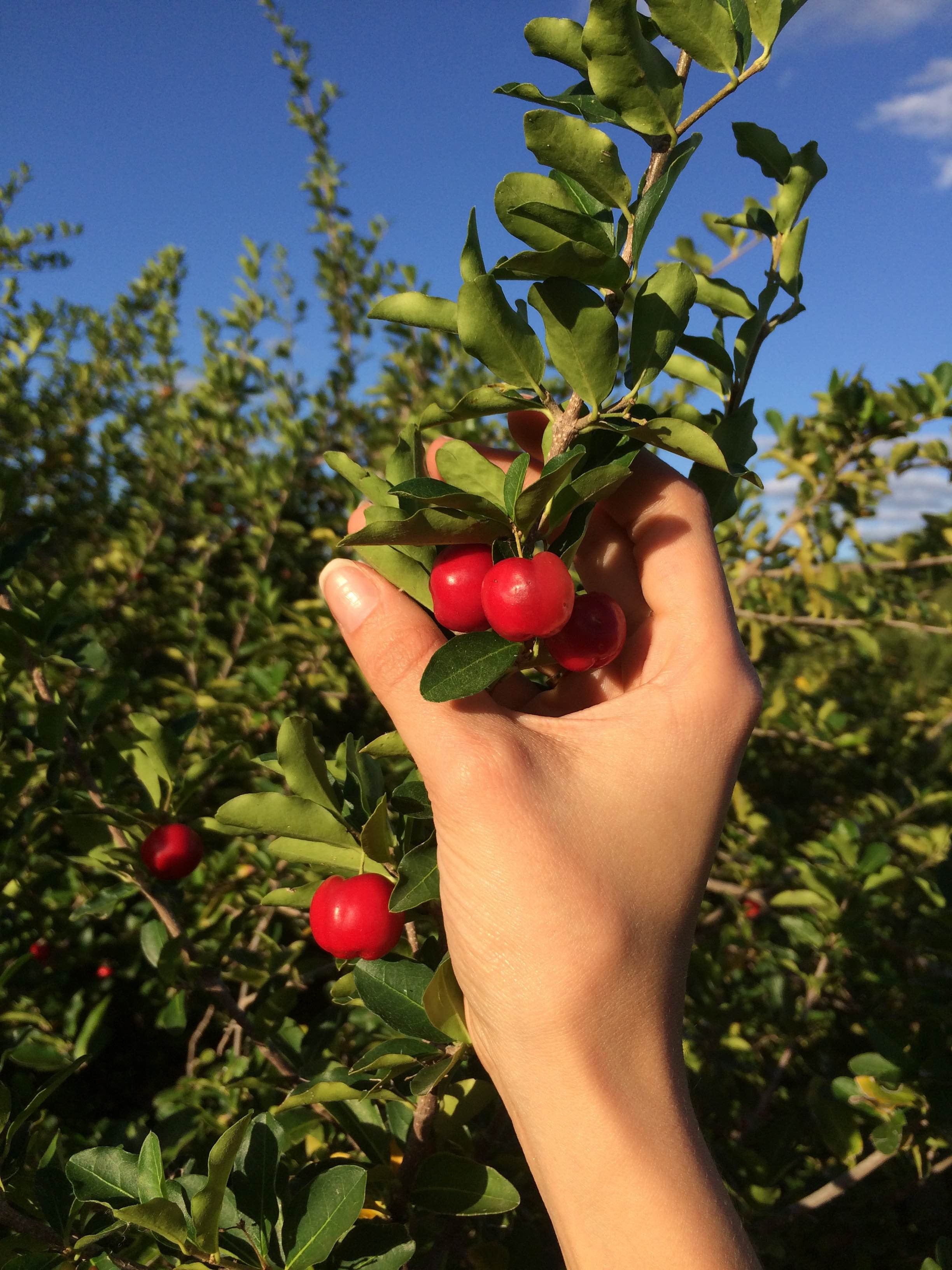 The Health Benefits of Acerola Cherry