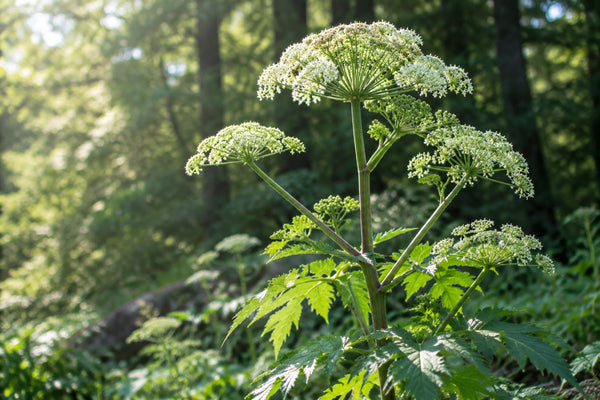 Expert Insight: Bladder Health – Understanding the Links Between Diet, Lifestyle and Bladder Function