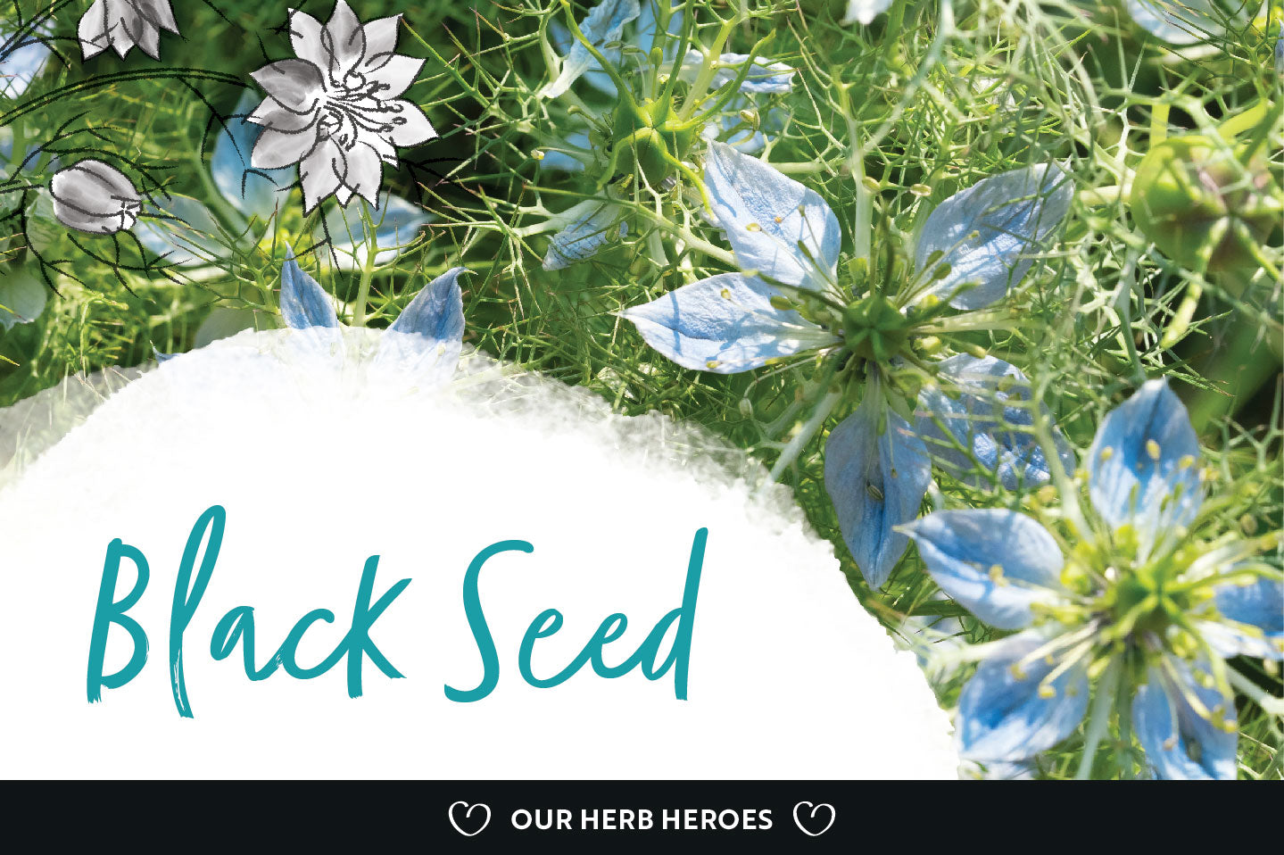 Herb Hero: Black Seed