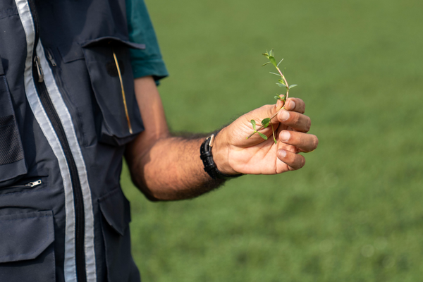 How brahmi can benefit the brain