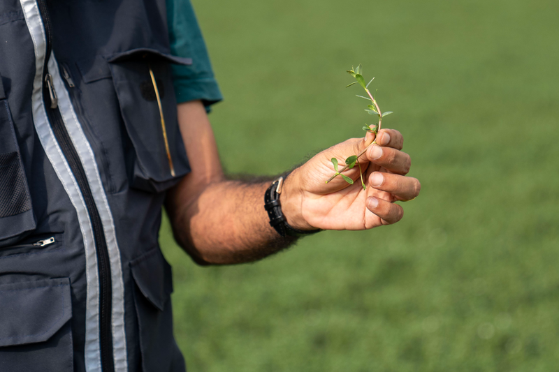 How brahmi can benefit the brain
