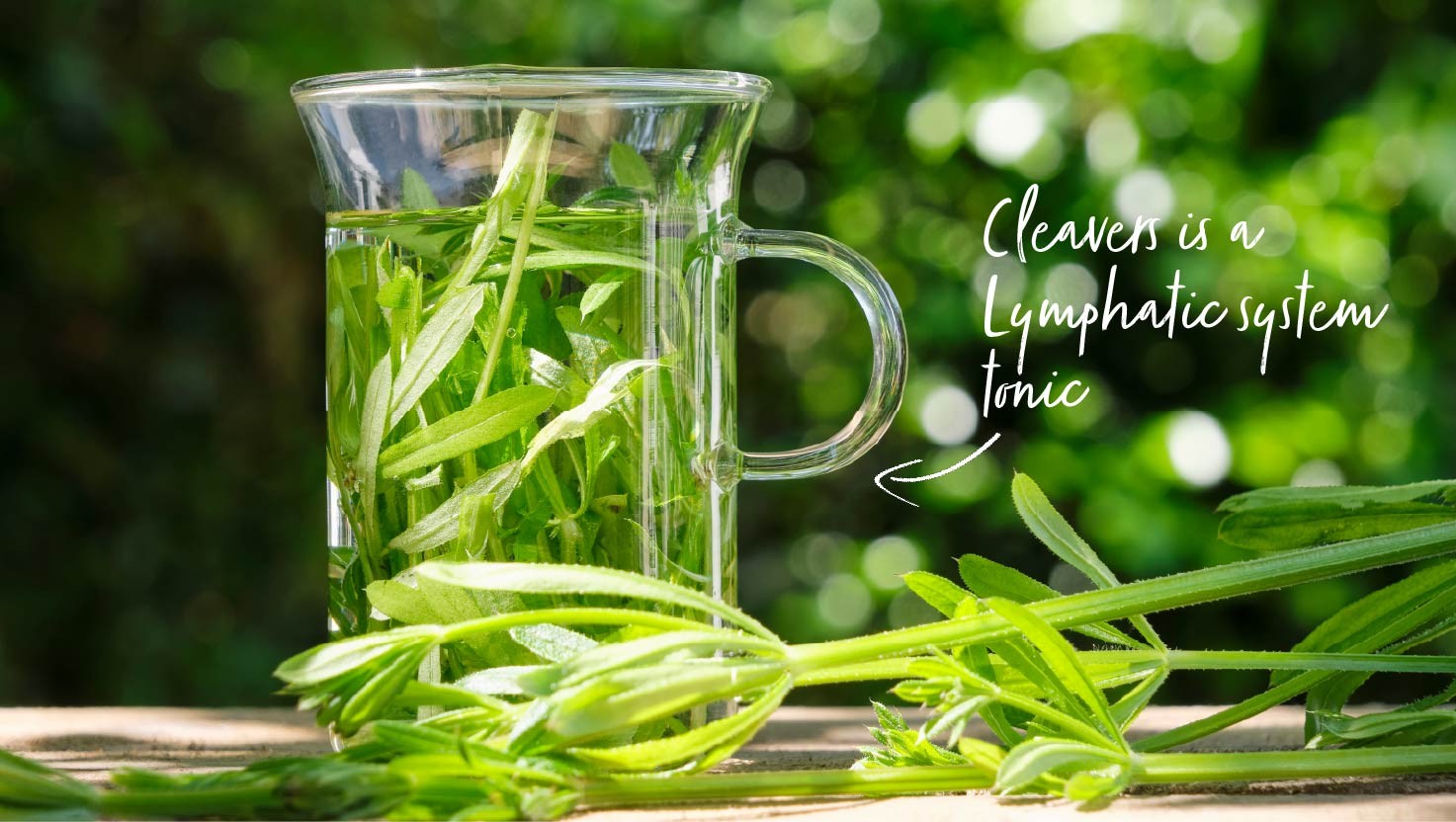 Supporting the Lymphatic System with herbs, diet, and nutrients