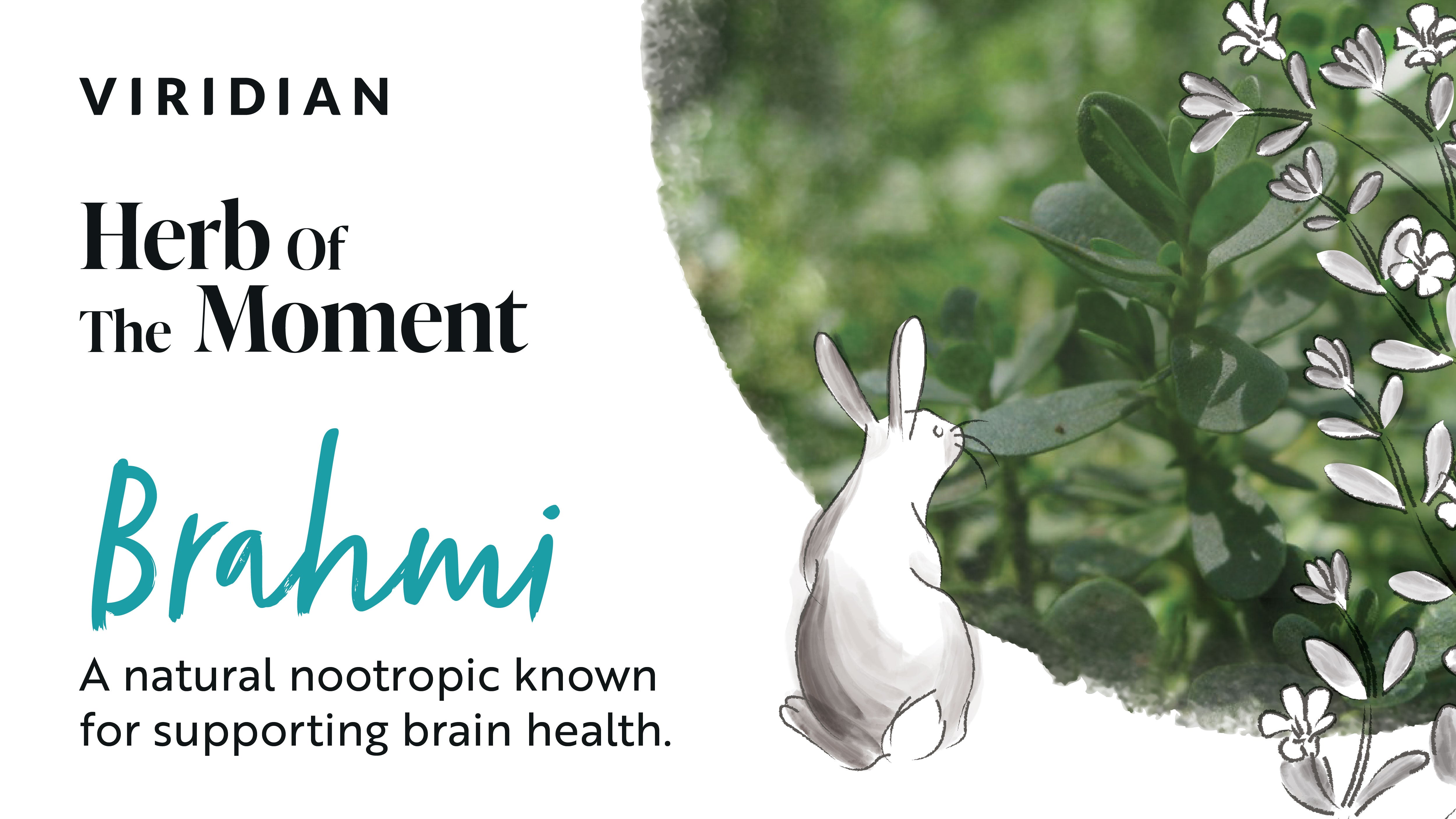 Brahmi - Herb of the Moment