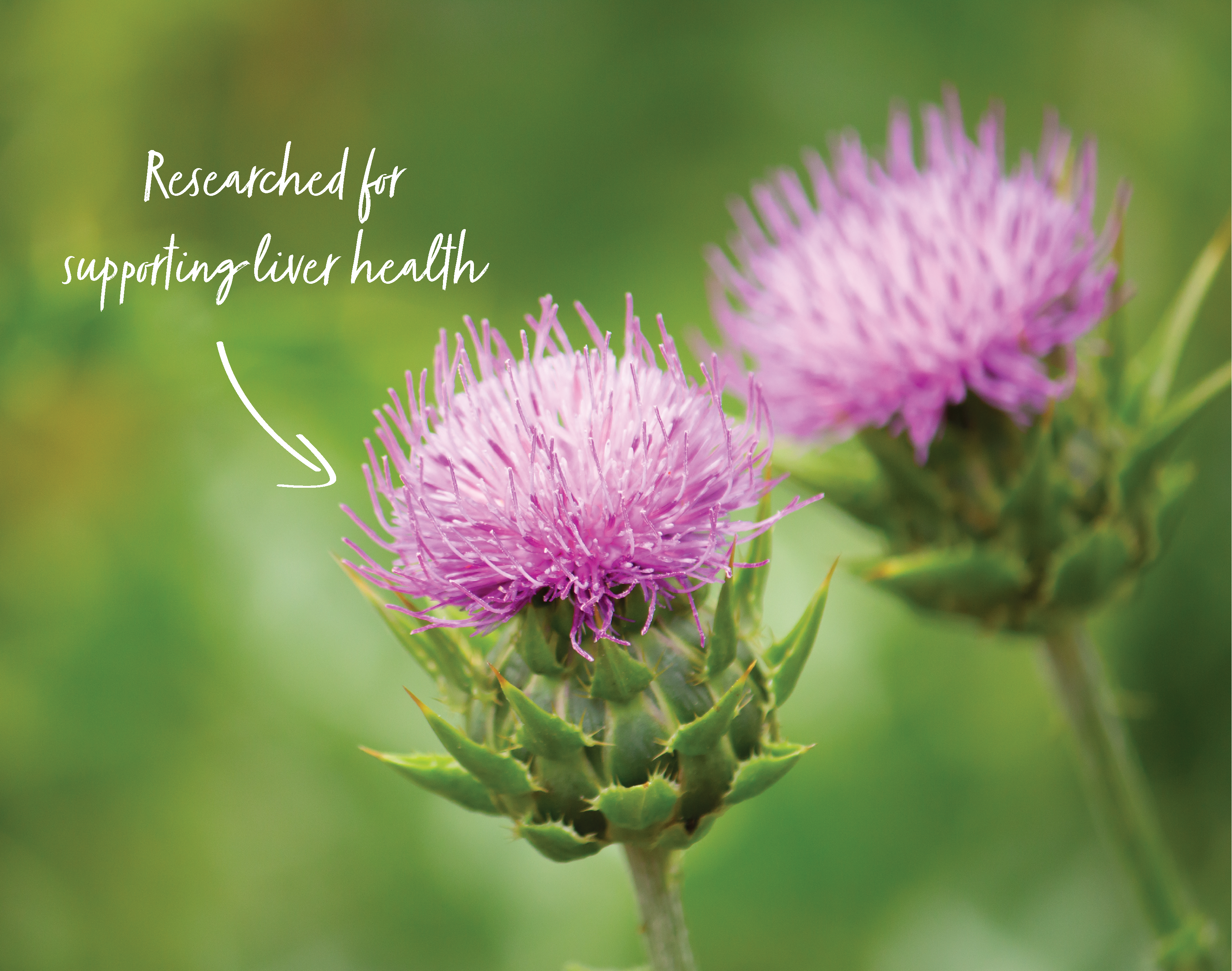 Herb Hero: Milk Thistle