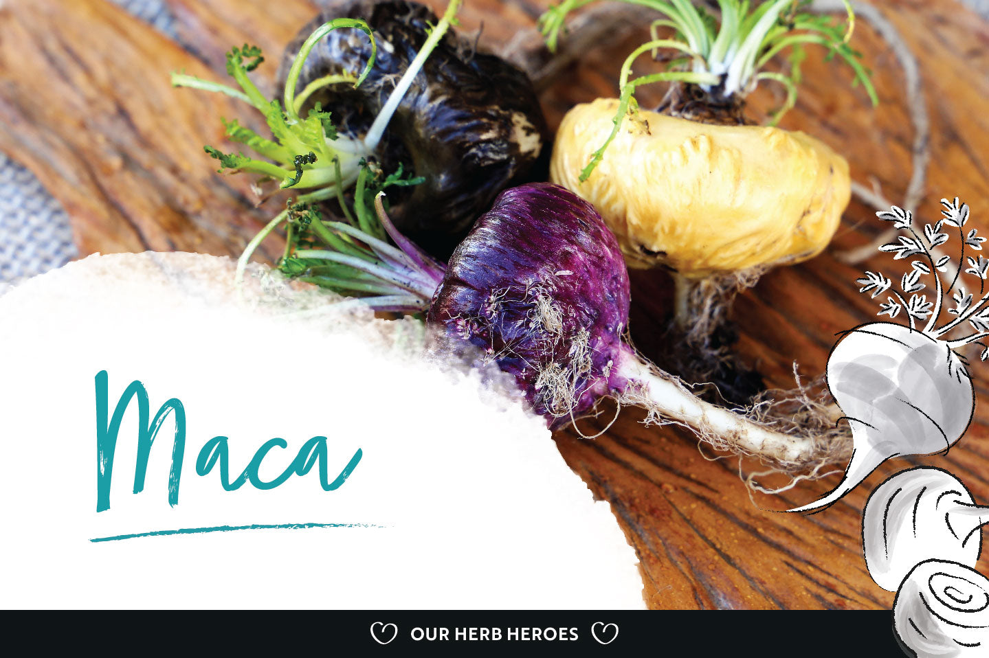 Herb Hero: Maca