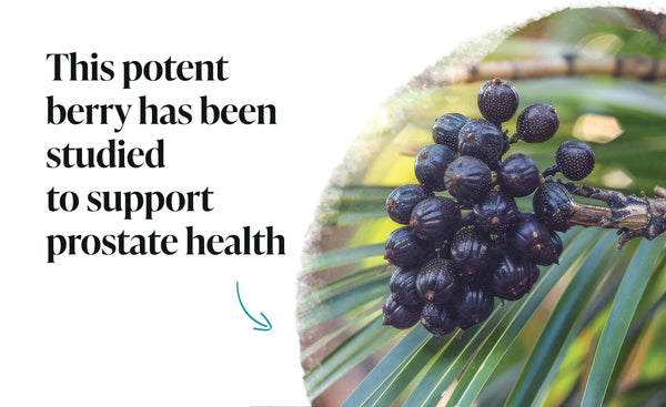 Herb Hero: Saw Palmetto