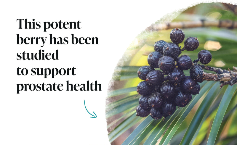 Herb Hero: Saw Palmetto