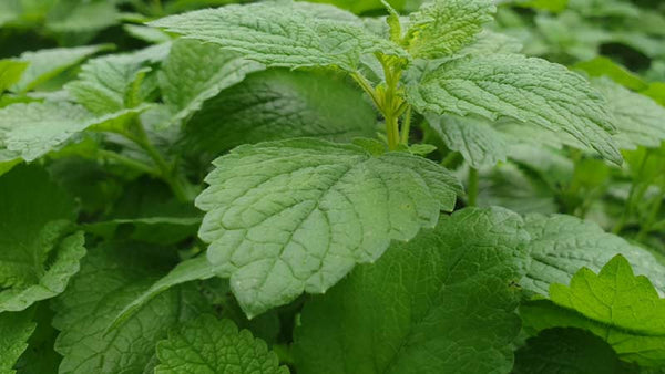 Topical Use of Lemon Balm for Cold Sores