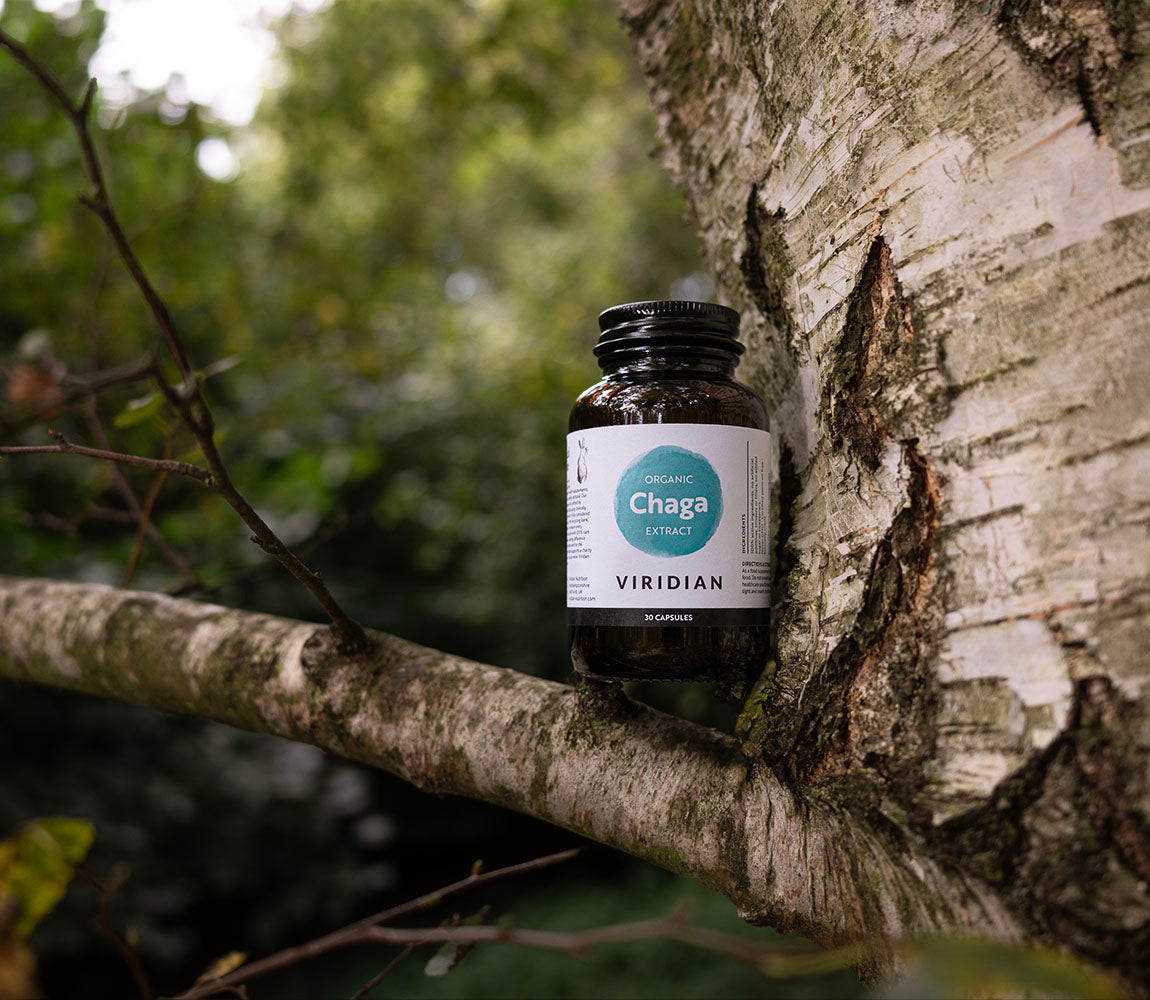 Organic Chaga Extract